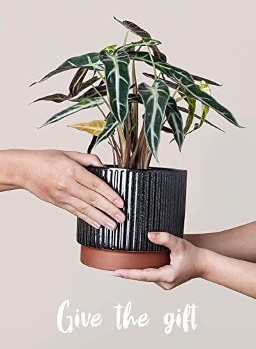 Image of LE TAUCI Ceramic Plant Pots with Drainage Holes, Set of 3, 8+6.7+5.5 Inch Stripe Garden Planter Pots for Outdoor Indoor Plants Flower, Round Succulent Orchid Flower Pot, Reactive Glaze Black