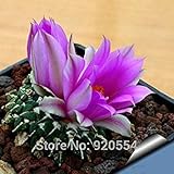 Cactus Ariocarpus Kotschoubeyanus Subsp Sladkovskyi Plante Succulente Bonsaï Plante Bricolage Jardin À Domicile