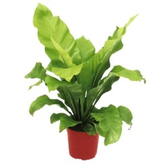 Mphmi Plants Amazingplant Bird Nest Fern, Asplenium nidus - Plant (B0B5FWP93J) Amazon Price History, Amazon Price Tracker