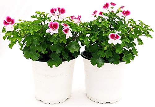 POWERS TO FLOWERS - GERANIO IMPERIALE ANGEL EYES PELARGONIUM, 2 PIANTE, piante vere