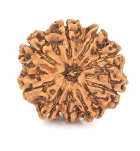 BluDiamond Nine Mukhi Rudraksha 9 मुखी रुद्राक्ष नेपाली ओरिजनल Nau Mukhi Rudraksha Original Certified Brown 9 Mukhi Nepali Rudraksha Real 9 Face Rudraksha-image-44