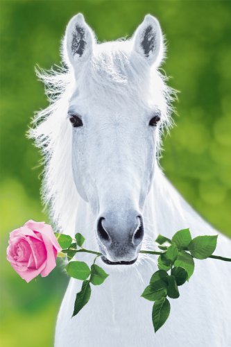 Studio B White Horse Poster