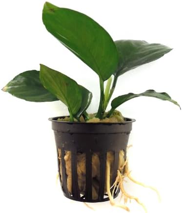 SubstrateSource Anubias barteri Live Aquatic Aquarium Plant