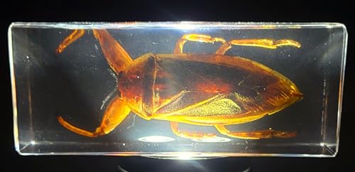 Image of 4.3 inch Giant Asian Water Bug in in Crystal Clear Lucite Resin Paperweight Specimen Preserved Insect Taxidermy Crafts Collection for Biology Science Education & Desk Ornament Display Supplies