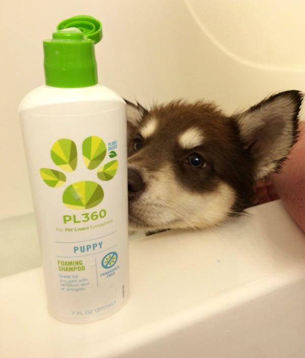 PL360 Oatmeal Foaming Dog Shampoo, Vanilla, 7 Ounces