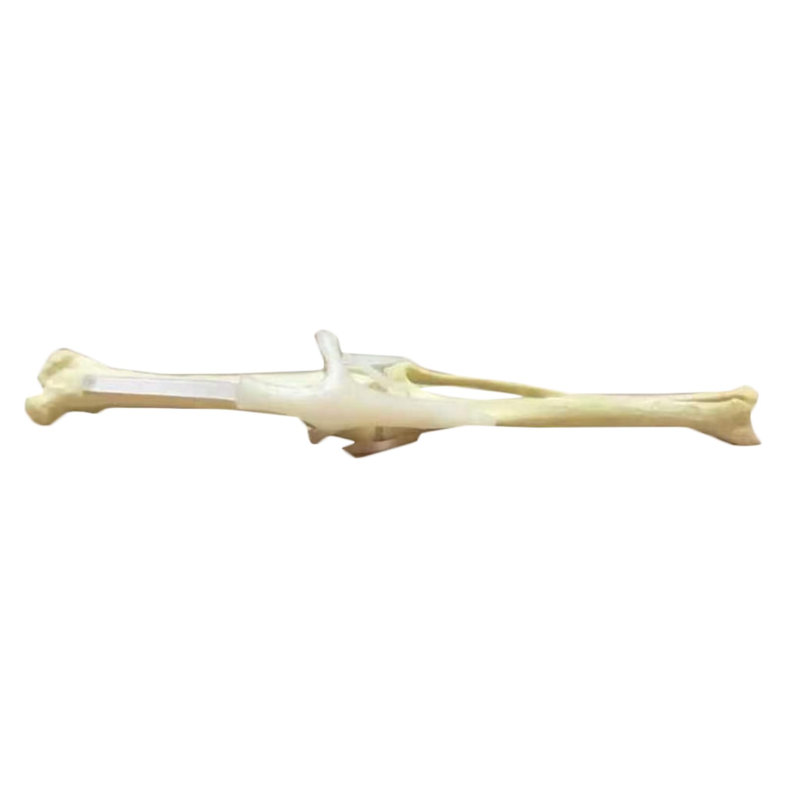 Hund Hinterbein Knochenmodell Übungs-Simulations-Knochenmodell Hund Haustier Veterinär Lehrmittel,A,15cm