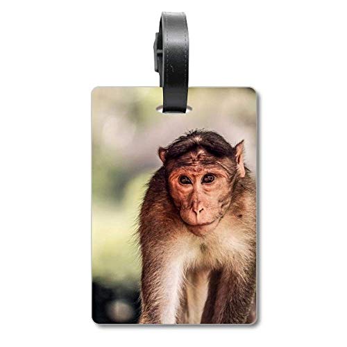 Étiquette valise singe terrestre et porte-adresse pour sac de voyage de cabine