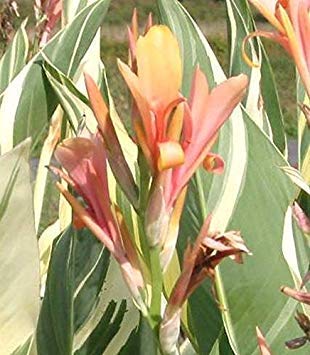 sonnenblumen bio saatgut Saatgut-Set Sonnenblumen online Gartenpflanze kaufen
