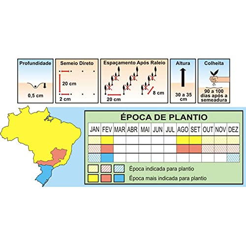 Sementes de Cenoura Nova Kuroda Pcte C/ 100 Gramas