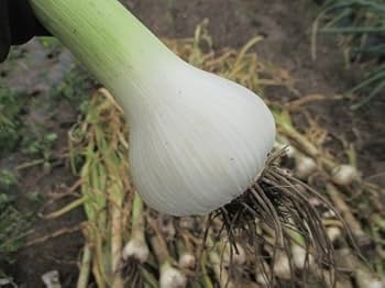 兵庫県産ジャンボにんにく・生にんにく・10ｋ 旬なジャンボニンニク：千葉県産のジャンボにんにく｜食べチョク