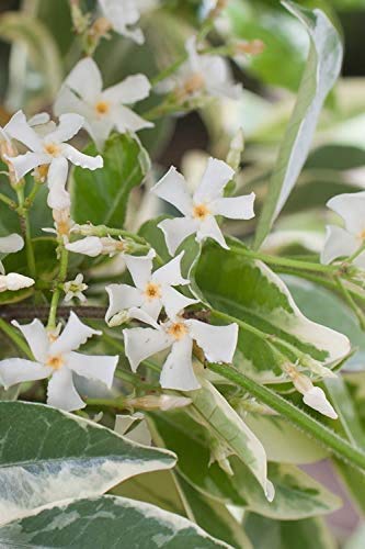 Amazon.com : Confederate Jasmine Variegated - 3 Live Plants