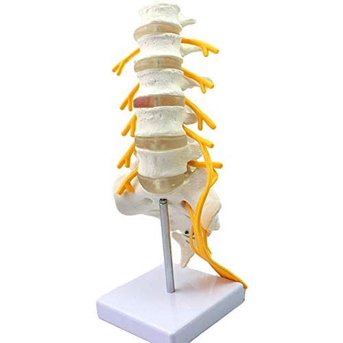 DXFK.AM Skeletal Model of Lumbar Vertebrae and Nerve Model in Medical 1:1 Teaching