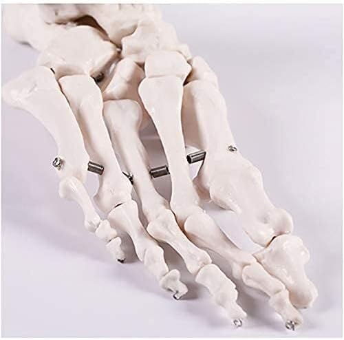 Home Office Teaching Model Foot Skeleton Model Lifesize Foot Bone Model Human Skeleton Foot Ankle Bone Joint Anatomy Model (Color : A) Anatomy Biology (Color : B) (Color : A)