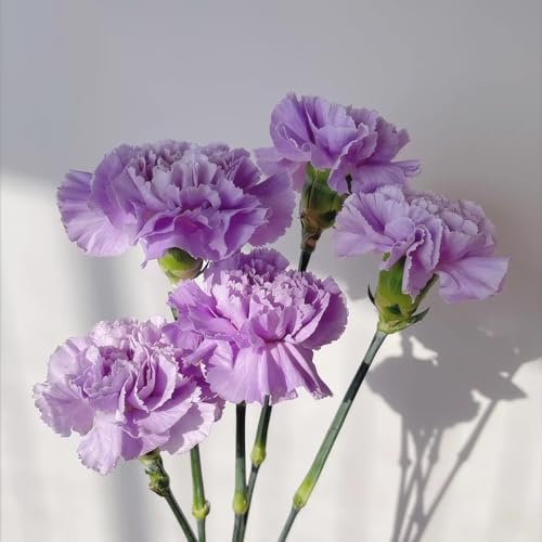 semillas de clavel perenne, clavel dulce para lugares soleados de clavel resistentes para jardín Decoración de para 500pcs