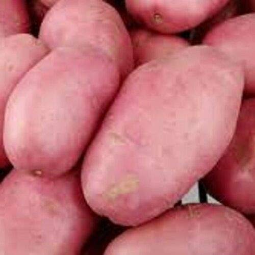 Premium Seed Potato Albert Bartlett Rooster X20 Tubers