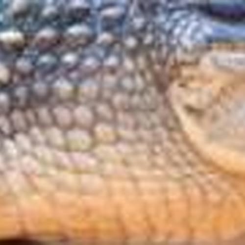 The Wallsend crocodile has been successfully captured