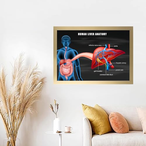 Image of Taanfu Body Educational Learning Anatomy Posters ，Liver Anatomy Art Liver Anatomy Villi Anatomy Art Poster Digestive System Organs Illustration Small Intestine Physiology Anatomy Wall Art Villi