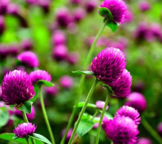 Globe Amaranth gomphrena globosa seeds (pack of 50) (B0CZS7BL9H) Amazon Price History, Amazon Price Tracker