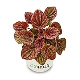 Peperomia Caperata Quito Live Plant in 4 Inch Pot - Stunning Red Rippled Foliage for Indoor Decor