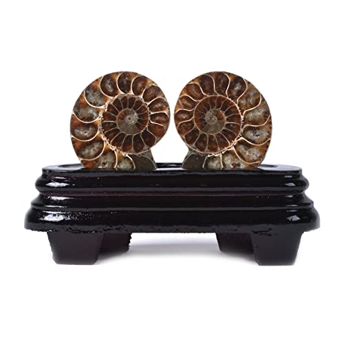 Image of Natural Ammonite Fossil Shell - Madagascar