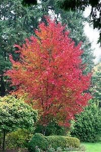 Trident Maple Tree - Live Plant Shipped 3 to 4 Feet Tall by DAS Farms (No California)