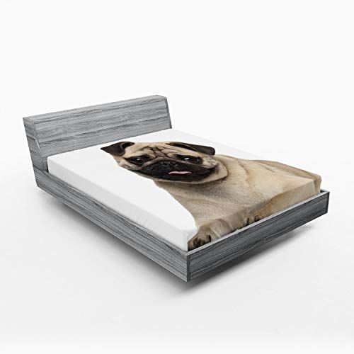Ambesonne Pug 2 Pack Fitted Sheet, Young Puppy Lying on Floor, Bed Cover All-Round Elastic Deep Pockets 2 Pieces, Package Contains 2 Queen Size Fitted Sheets, Black Brown