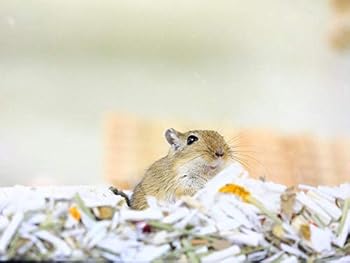 Paperback MI JERBO [Spanish] Book