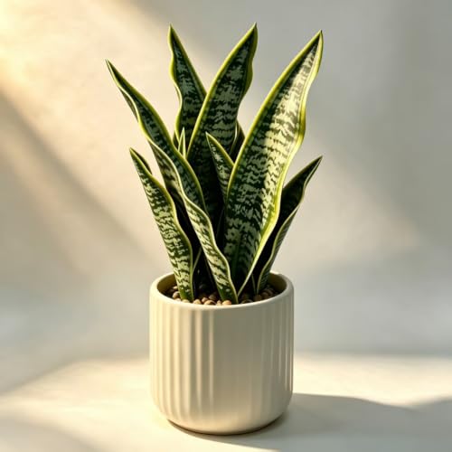 EZBOHO 16 Inch Artificial Snake Plant in Ceramic Pot