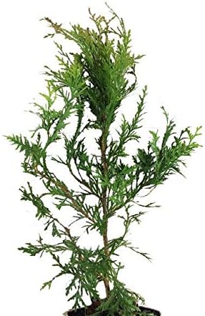 Thuja Green Giant Arborvitae Fast Growing 3 inch pot ~Lot of 2 live plants~