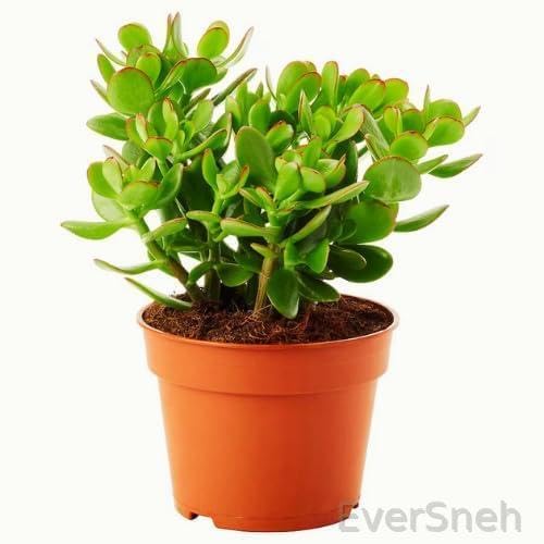 EverSneh Beautiful Dhan Kuber Plant (Crasula Money Plant) With Brown Pot | Money Plant | Jade Plant Indoor Plant | Air Purifying Plant | Home Decorative | Office Plant Indoor Plant (B0B9XMBK7K) Amazon Price History, Amazon Price Tracker