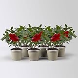 Dipladenie 'Qdeville®', rot, buschartig, Topf-Ø 12 cm, 3 Pflanzen