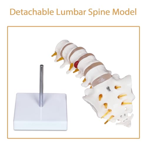 NLShan Scientific Lumbar Spine Model with 5 Vertebrae, Life Size Human Lumbar Vertebrae Anatomy Model with Sacrum, Spinal Disc, and Sturdy Base, Perfect Tool for Classrooms, Offices, Medical Teaching.