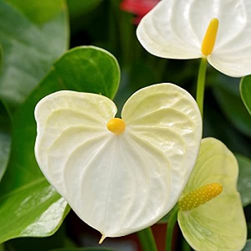 Mphmi Nursery Delhi NCR Anthurium White - Flamingo Flower, Laceleaf, Tailflower Plant (B0B5LZ497X) Amazon Price History, Amazon Price Tracker