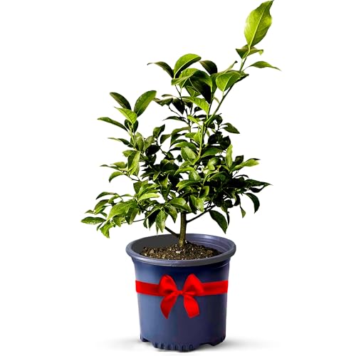Key Lime Live Tree Indoor Plants Outdoor 13' - 22' Tall - Fruit Trees, Key Limes Tree Outdoor Patio Cannot Ship: CA/AZ/TX/LA – Potted Indoor Fruit Trees Live Plants, Plant Lover Gifts by Via Citrus