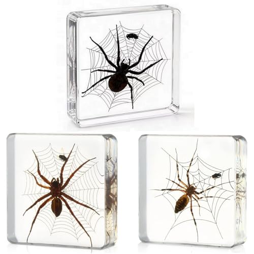 Image of 3pcs Taxidermy Spiders, Real Insect Bug Spiders Specimen in Resin, Clear Sealed for Closer-Look & Study in Healthy, Science Educational Classroom Specimens, Unique Amazing Gift (3.0x3.0x0.8-inch)