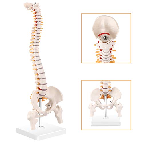 RONTEN Mini Spine Model, 15.5" Mini Vertebral Column Model Details Vertebrae, Spinal Nerves, Lumbar & Pelvis with Stand
