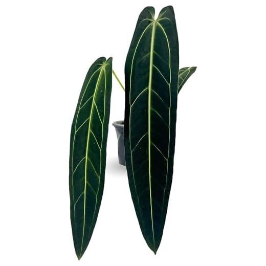 Queen Anthurium Warocqueanum Indoor Plant