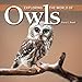 Exploring the World of Owls