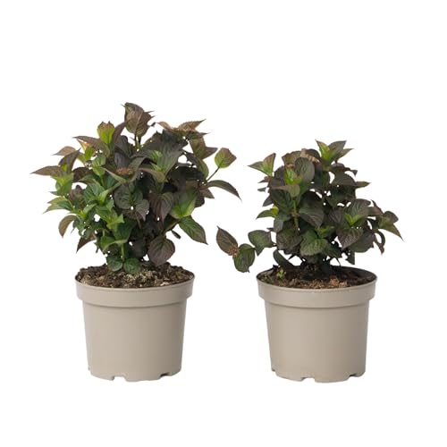 Plant in a Box - Hortensias - Set de 2 - Hydrangea serrata 'Dare Devil' - Hauteur 25-40cm - Pot 19cm - Arbuste d’extérieur - Rouge