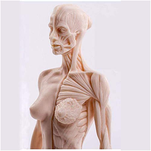Amazon.com: EHVYBDX Female Anatomy Figure - PU Material Human