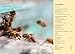 William Collins The Beekeepers Field Guide Everything You Need to Know, from Honey to the Hive.