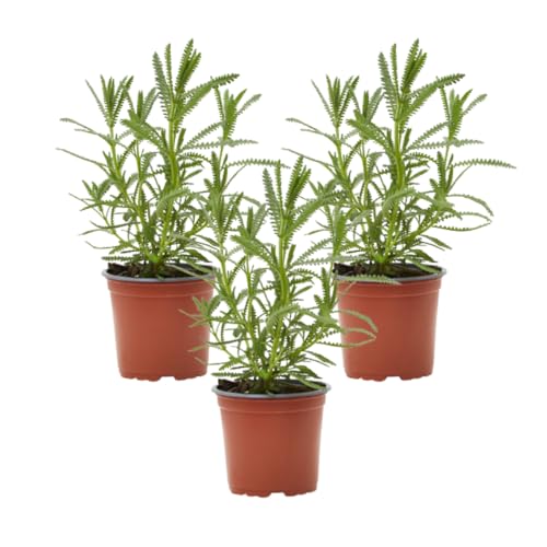 Verdecora Lavanda | Lavandula, espliego | Hierbas aromáticas | Planta natural de exterior (Maceta Ø11cm PACK 3 UNIDADES)