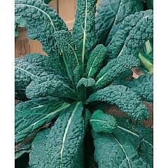 Kale-Il Cavolo Palm