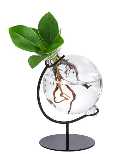 Dehner Waterplant Balsamapfel Victoria, Clusia major, Wasserpflanze im Kugelglas, mit Metallständer, 19 x 7.5 x 3.5 cm, Zimmerpflanze