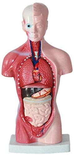 GTHTUHFD Simulated Model Human Torso Model Human Anatomy Torso 26Cm Structure Model Human Model Skeleton Model