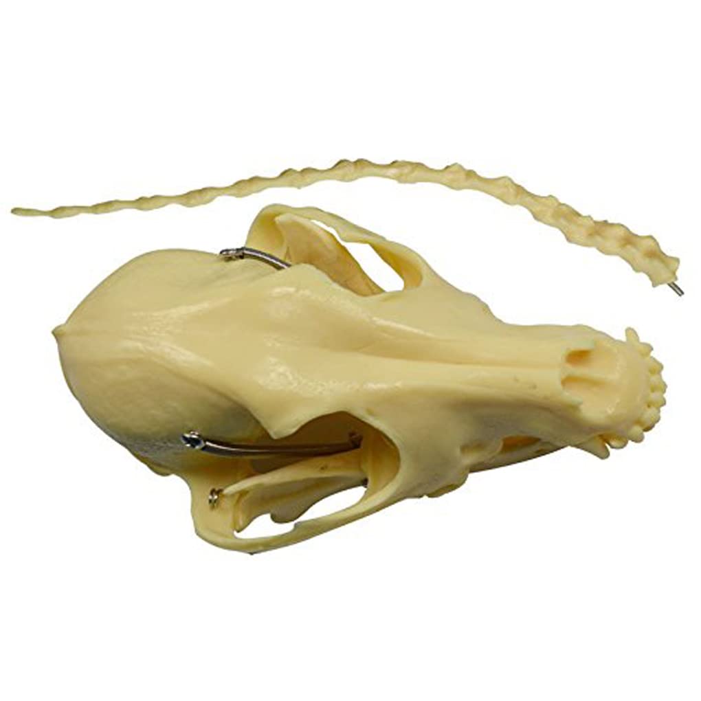 1: 1 Hunde-Skelett Anatomisch Modell Animal Specimen 64Cmx10cmx30cm Tier Anatomie Hundeskelett Menschliche Biologie Unterrichten Veterinär Demonstration Werkzeug