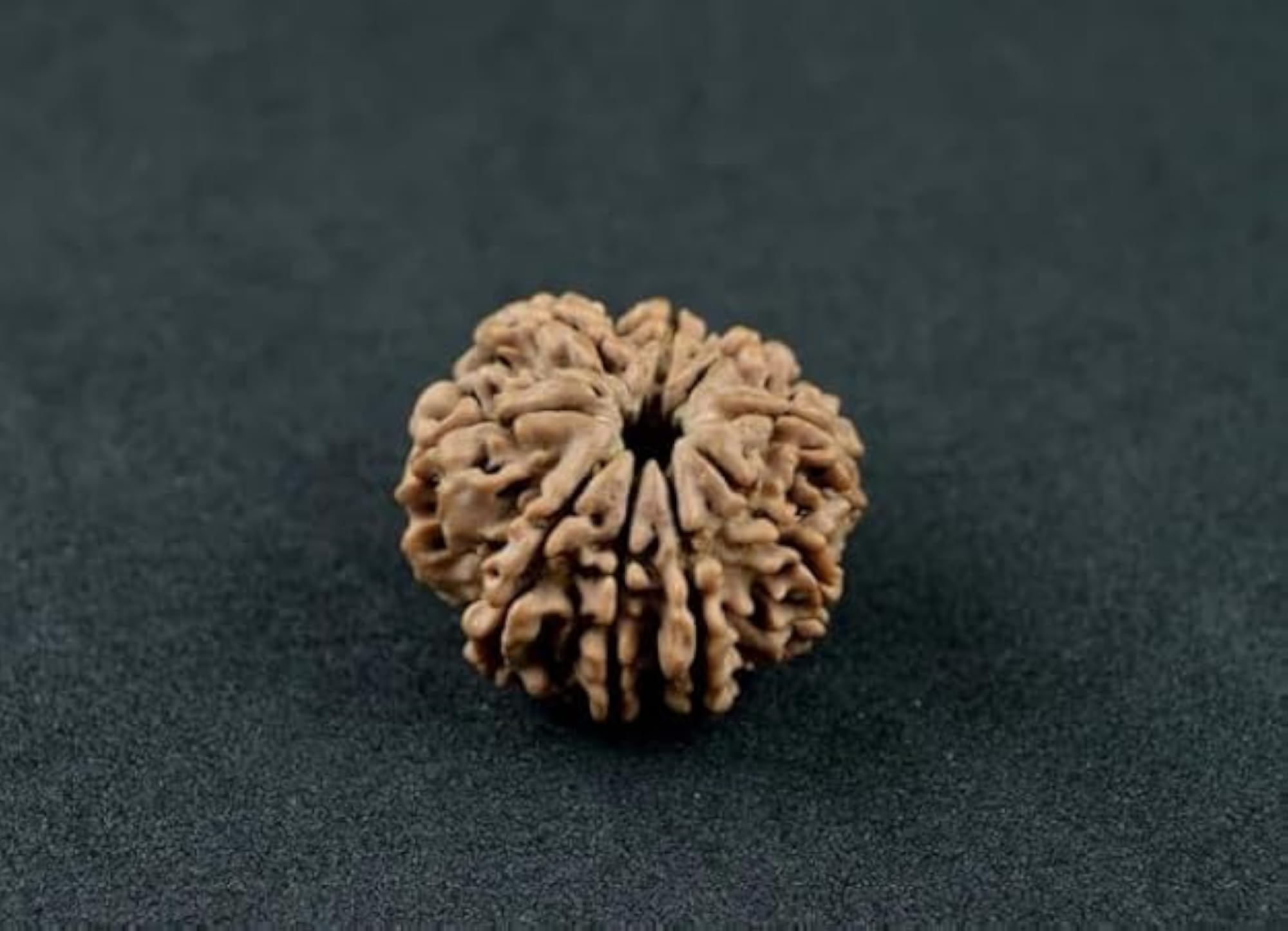 Original Brown 10 Mukhi Rudraksha from Nepal