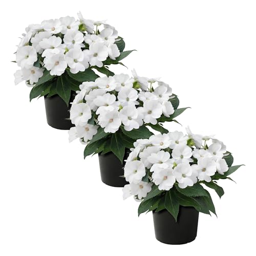 Live Flowering Sunpatiens - White (3 Plants Per Pack) Beautiful Annual Summer Color 10 Tall by 6 Wide in 1 Quart Pot