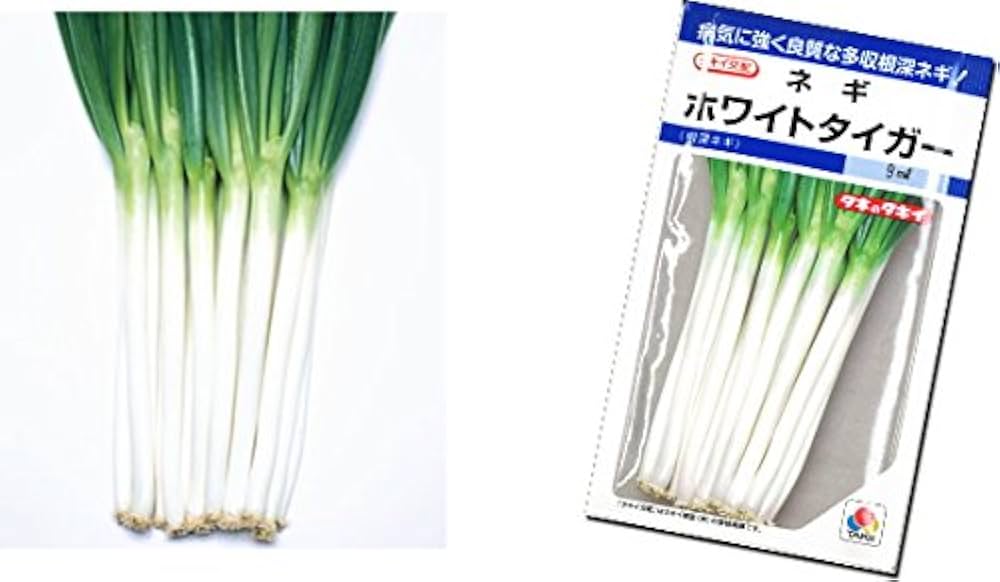 negiねぎ Amazon.co.jp: ねぎ ホワイトタイガー 抜き苗 50本 ネギ : DIY・工具