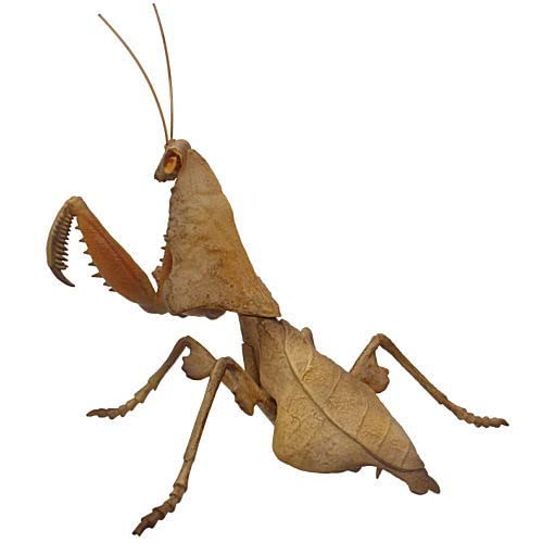 染色絵画　カマキリ 小川泉 on X: 